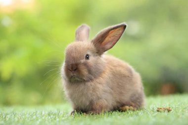 Baharda arka planda doğal bokeh olan yeşil çimenlerin üzerinde şirin küçük bir tavşan. Bahçede oynayan genç sevimli tavşan. Parkta sevgi dolu bir hayvan