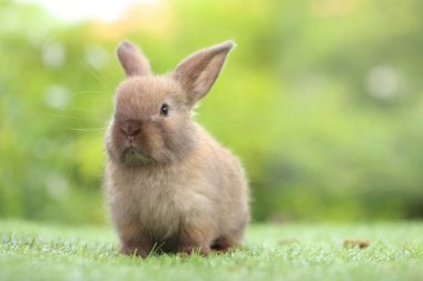 Baharda arka planda doğal bokeh olan yeşil çimenlerin üzerinde şirin küçük bir tavşan. Bahçede oynayan genç sevimli tavşan. Parkta sevgi dolu bir hayvan