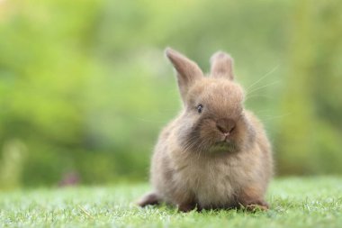 Baharda arka planda doğal bokeh olan yeşil çimenlerin üzerinde şirin küçük bir tavşan. Bahçede oynayan genç sevimli tavşan. Parkta sevgi dolu bir hayvan