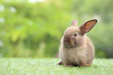Baharda arka planda doğal bokeh olan yeşil çimenlerin üzerinde şirin küçük bir tavşan. Bahçede oynayan genç sevimli tavşan. Parkta sevgi dolu bir hayvan