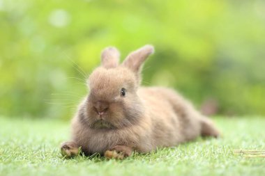 Baharda arka planda doğal bokeh olan yeşil çimenlerin üzerinde şirin küçük bir tavşan. Bahçede oynayan genç sevimli tavşan. Parkta sevgi dolu bir hayvan