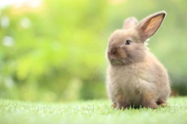 Baharda arka planda doğal bokeh olan yeşil çimenlerin üzerinde şirin küçük bir tavşan. Bahçede oynayan genç sevimli tavşan. Parkta sevgi dolu bir hayvan