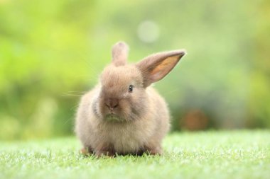 Baharda arka planda doğal bokeh olan yeşil çimenlerin üzerinde şirin küçük bir tavşan. Bahçede oynayan genç sevimli tavşan. Parkta sevgi dolu bir hayvan