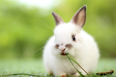 Baharda arka planda doğal bokeh olan yeşil çimenlerin üzerinde şirin küçük bir tavşan. Bahçede oynayan genç sevimli tavşan. Parkta sevgi dolu bir hayvan