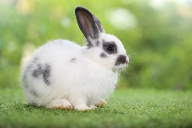 Baharda arka planda doğal bokeh olan yeşil çimenlerin üzerinde şirin küçük bir tavşan. Bahçede oynayan genç sevimli tavşan. Parkta sevgi dolu bir hayvan