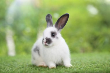 Baharda arka planda doğal bokeh olan yeşil çimenlerin üzerinde şirin küçük bir tavşan. Bahçede oynayan genç sevimli tavşan. Parkta sevgi dolu bir hayvan