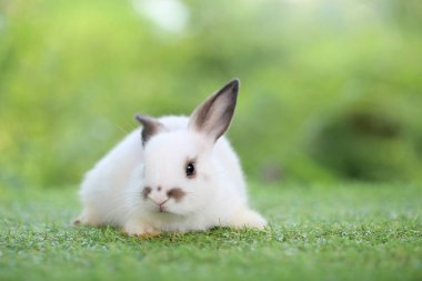 Baharda arka planda doğal bokeh olan yeşil çimenlerin üzerinde şirin küçük bir tavşan. Bahçede oynayan genç sevimli tavşan. Parkta sevgi dolu bir hayvan