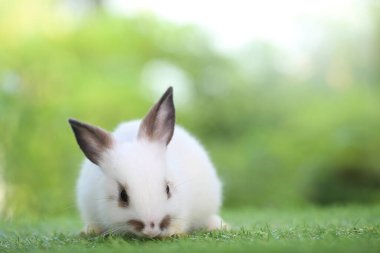 Baharda arka planda doğal bokeh olan yeşil çimenlerin üzerinde şirin küçük bir tavşan. Bahçede oynayan genç sevimli tavşan. Parkta sevgi dolu bir hayvan