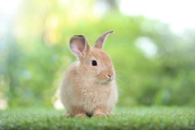 Baharda arka planda doğal bokeh olan yeşil çimenlerin üzerinde şirin küçük bir tavşan. Bahçede oynayan genç sevimli tavşan. Parkta sevgi dolu bir hayvan