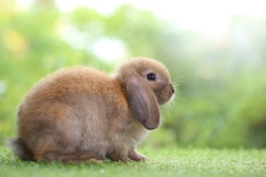 Baharda arka planda doğal bokeh olan yeşil çimenlerin üzerinde şirin küçük bir tavşan. Bahçede oynayan genç sevimli tavşan. Parkta sevgi dolu bir hayvan