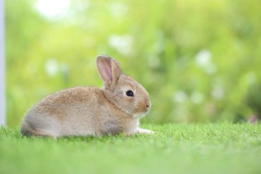 Yeşil çimlerde sevimli bir tavşan