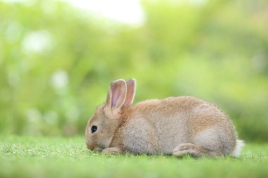 Yeşil çimlerin üzerinde oturan sevimli tavşan