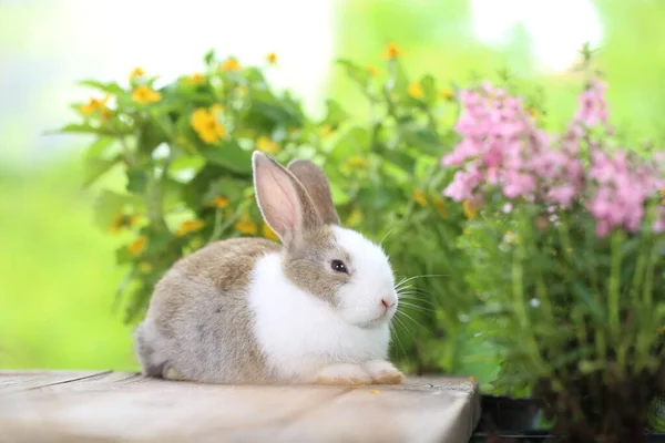 Ung Brun Och Visp Svarta Kaniner Grön Vår Naturen Härligt — Stockfoto