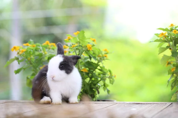 Junge Braune Und Weiße Schwarze Kaninchen Grünen Frühling Der Natur — Stockfoto