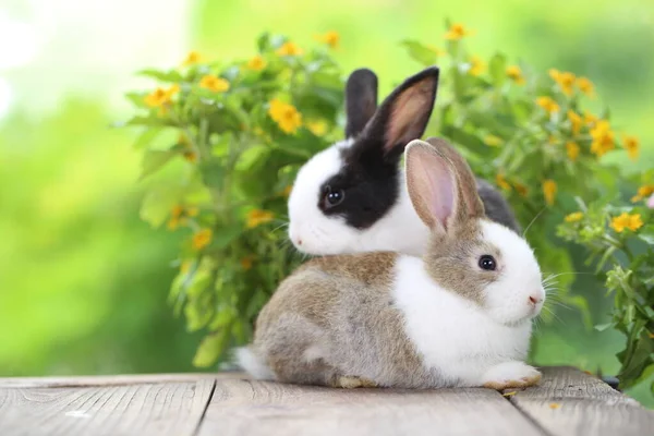 Unge Brune Hvite Svarte Kaniner Naturens Grønne Vår Nydelig Søt – stockfoto