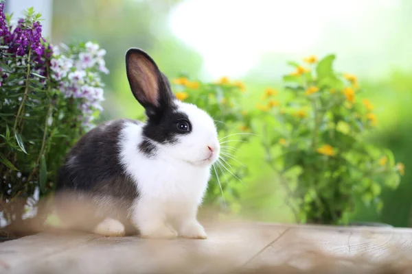 年轻的棕色和白色 黑色的兔子在绿色的大自然的春天 可爱可爱的兔子作为复活节的毛茸茸的宠物 — 图库照片