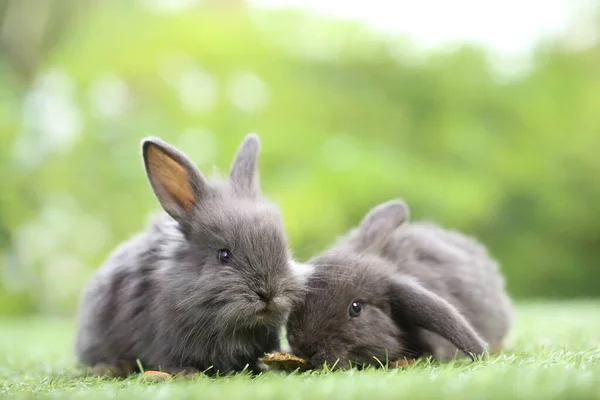 春は緑の芝生の上で天然のボケを背景に可愛いウサギ 庭で遊んでいる若い愛らしいウサギ 愛らしいペット — ストック写真