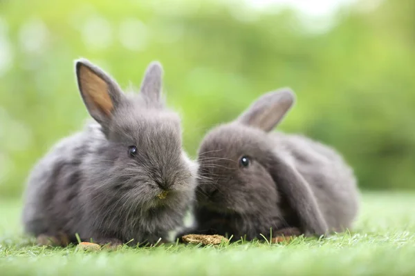 Nettes Kleines Kaninchen Auf Grünem Gras Mit Natürlichem Bokeh Als — Stockfoto