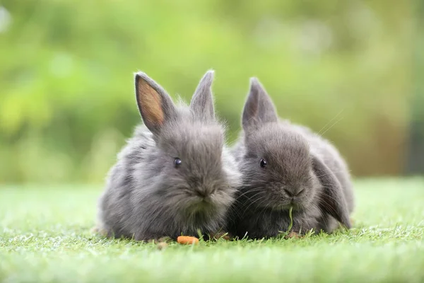 Cute Little Rabbit Green Grass Natural Bokeh Background Spring Young — Stock Photo, Image