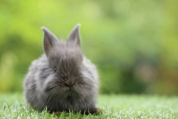 Симпатичный кролик на зеленой траве с натуральным боке в качестве фона в течение весны. Молодой очаровательный кролик играет в саду. Любимый питомец в парке