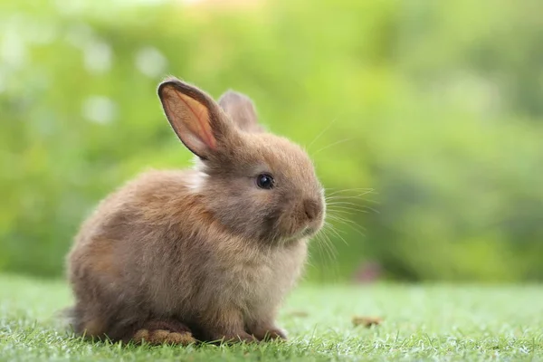 Schattig Konijntje Groen Gras Met Natuurlijke Bokeh Als Achtergrond Het — Stockfoto