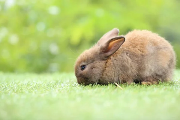 Söt Liten Kanin Grönt Gräs Med Naturlig Bokeh Som Bakgrund — Stockfoto