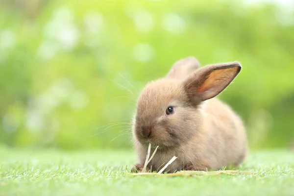 Schattig Konijntje Groen Gras Met Natuurlijke Bokeh Als Achtergrond Het — Stockfoto