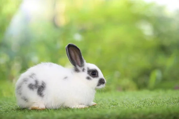 Aranyos Kis Nyúl Zöld Füvön Természetes Bokeh Háttérrel Tavasszal Fiatal — Stock Fotó