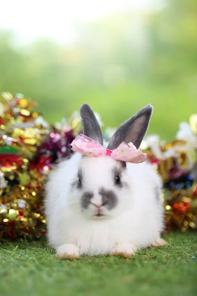 Nettes Kleines Kaninchen Auf Grünem Gras Mit Natürlichem Bokeh Als — Stockfoto