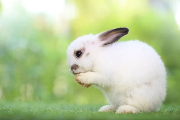 春は緑の芝生の上で天然のボケを背景に可愛いウサギ 庭で遊んでいる若い愛らしいウサギ 愛らしいペット — ストック写真