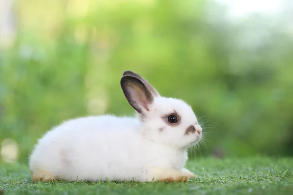 Симпатичный Кролик Зеленой Траве Натуральным Боке Качестве Фона Течение Весны — стоковое фото