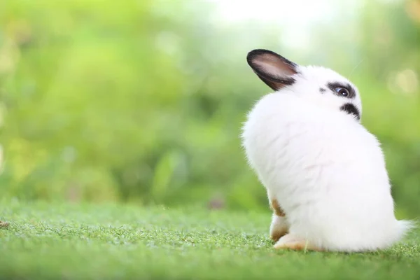 Carino Coniglietto Erba Verde Con Bokeh Naturale Come Sfondo Durante — Foto Stock