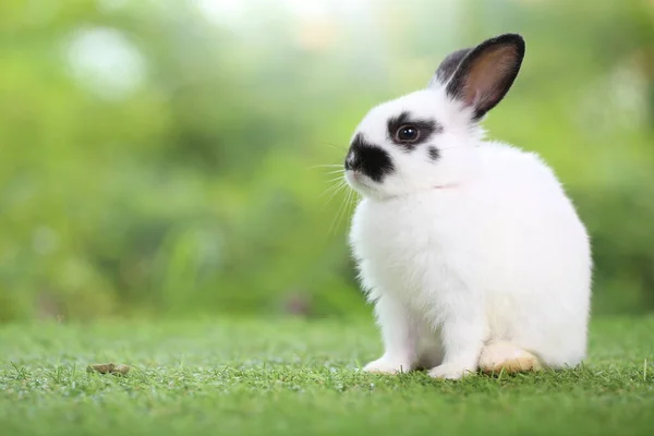 Schattig Konijntje Groen Gras Met Natuurlijke Bokeh Als Achtergrond Het — Stockfoto