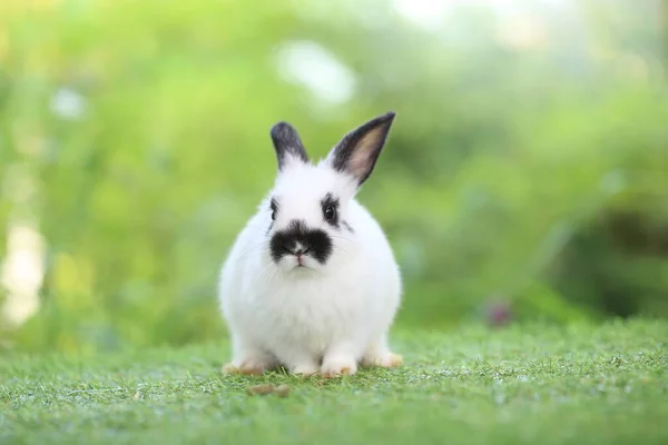 Cute Little Rabbit Green Grass Natural Bokeh Background Spring Young — Stock Photo, Image