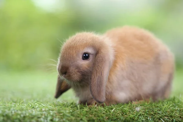 Mignon Petit Lapin Sur Herbe Verte Avec Bokeh Naturel Comme — Photo