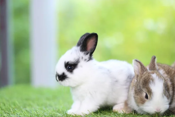 可爱的小兔子在草地上 — 图库照片