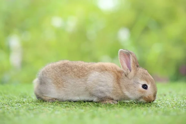 Schattig Konijn Groen Gras — Stockfoto