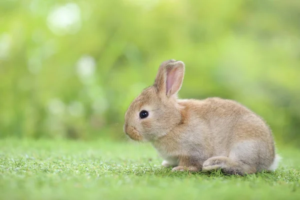 Schattig Konijn Groen Gras — Stockfoto