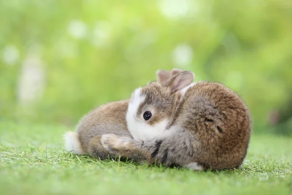 Bahçedeki Küçük Sevimli Tavşan — Stok fotoğraf