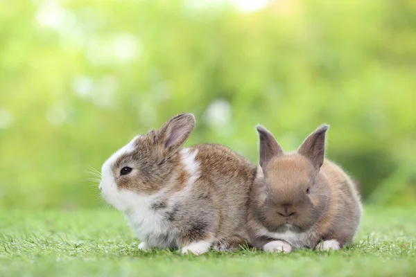 Schattig Konijntje Het Gras — Stockfoto