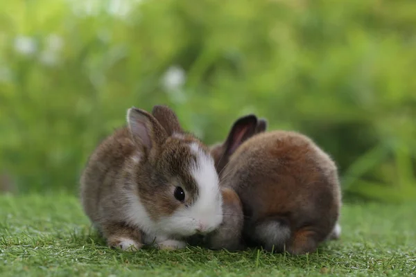 Niedliche Kleine Kaninchen Auf Grünem Gras — Stockfoto