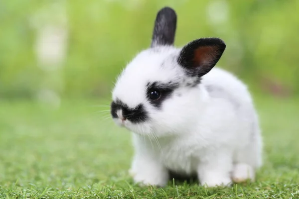 Conejo Blanco Sobre Fondo Verde —  Fotos de Stock