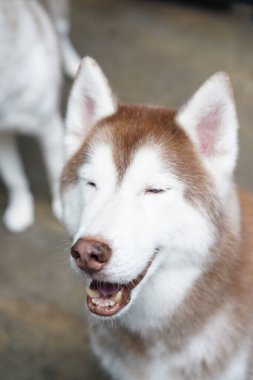 Sibirya Husky 'si, orta ölçekli bir kızak köpeği ve Spitz' den geliyor. Kürklü çift katlı ev hayvanı. Alaska Malamute 'ye bu kadar benzeyen canlı bir Alaska hayvanı.