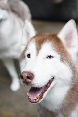 Sibirya Husky 'si, orta ölçekli bir kızak köpeği ve Spitz' den geliyor. Kürklü çift katlı ev hayvanı. Alaska Malamute 'ye bu kadar benzeyen canlı bir Alaska hayvanı.