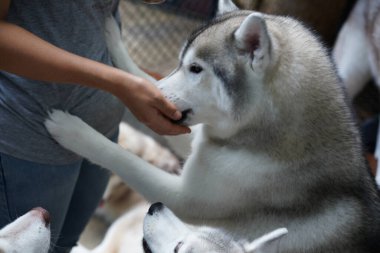 Sibirya Husky 'si, orta ölçekli bir kızak köpeği ve Spitz' den geliyor. Kürklü çift katlı ev hayvanı. Alaska Malamute 'ye bu kadar benzeyen canlı bir Alaska hayvanı.