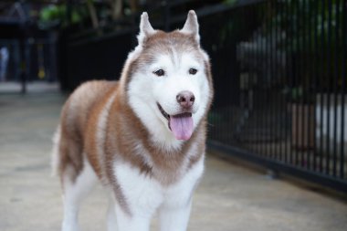 Sibirya Husky 'si, orta ölçekli bir kızak köpeği ve Spitz' den geliyor. Kürklü çift katlı ev hayvanı. Alaska Malamute 'ye bu kadar benzeyen canlı bir Alaska hayvanı.
