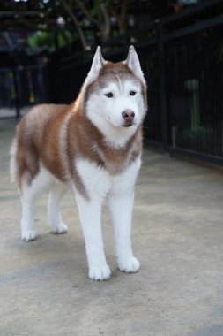 Sibirya Husky 'si, orta ölçekli bir kızak köpeği ve Spitz' den geliyor. Kürklü çift katlı ev hayvanı. Alaska Malamute 'ye bu kadar benzeyen canlı bir Alaska hayvanı.