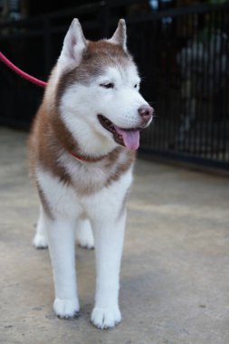 Sibirya Husky 'si, orta ölçekli bir kızak köpeği ve Spitz' den geliyor. Kürklü çift katlı ev hayvanı. Alaska Malamute 'ye bu kadar benzeyen canlı bir Alaska hayvanı.