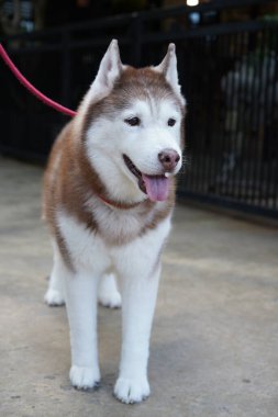 Sibirya Husky 'si, orta ölçekli bir kızak köpeği ve Spitz' den geliyor. Kürklü çift katlı ev hayvanı. Alaska Malamute 'ye bu kadar benzeyen canlı bir Alaska hayvanı.