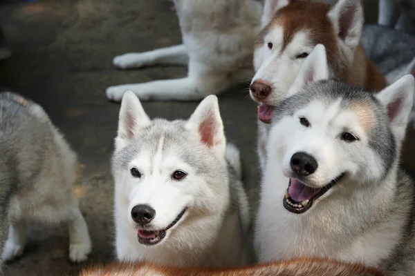 Husky Siberiano Cão Trenó Tamanho Médio Criado Partir Spitz Animal — Fotografia de Stock